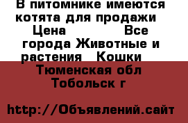 В питомнике имеются котята для продажи › Цена ­ 30 000 - Все города Животные и растения » Кошки   . Тюменская обл.,Тобольск г.